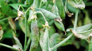 Anthracnose du pois